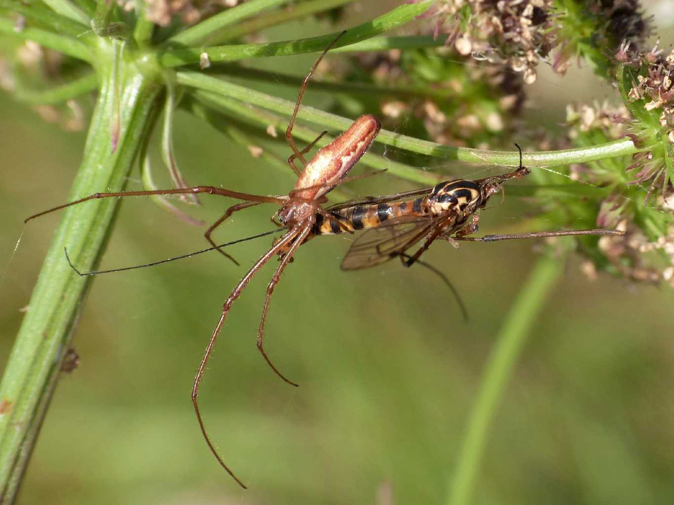 Tetragnatha sp. con Tipulidae - S. Teresa G. (OT)